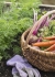 How To Grow A Kitchen Garden In Your Backyard